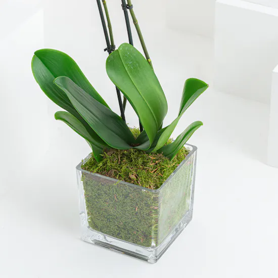 Shiny White Orchid Plant