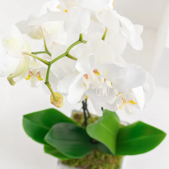 Shiny White Orchid Plant