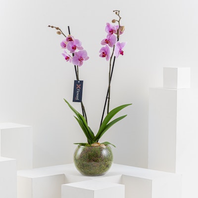 Single Pink Orchid