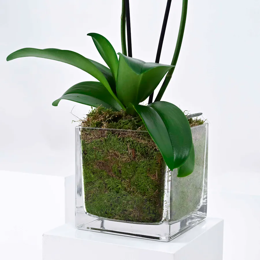 Wonder Orchid Plant  3