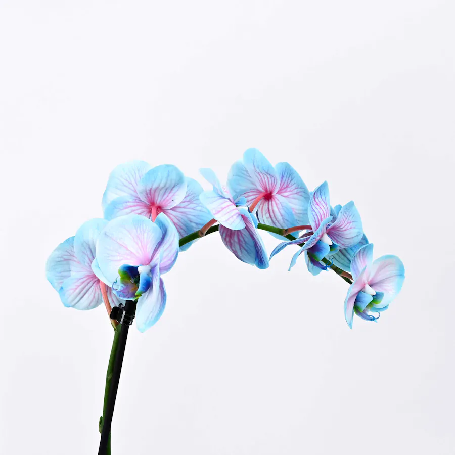 Wonder Orchid Plant  4