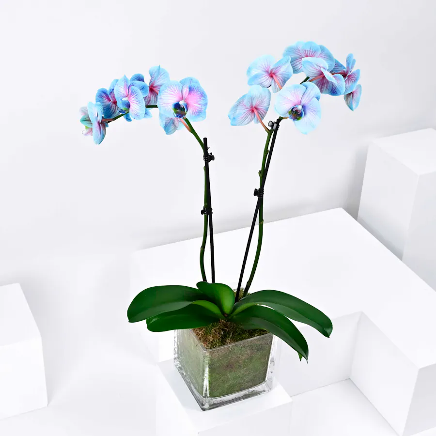 Wonder Orchid Plant  2