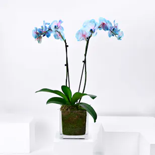 Wonder Orchid Plant 