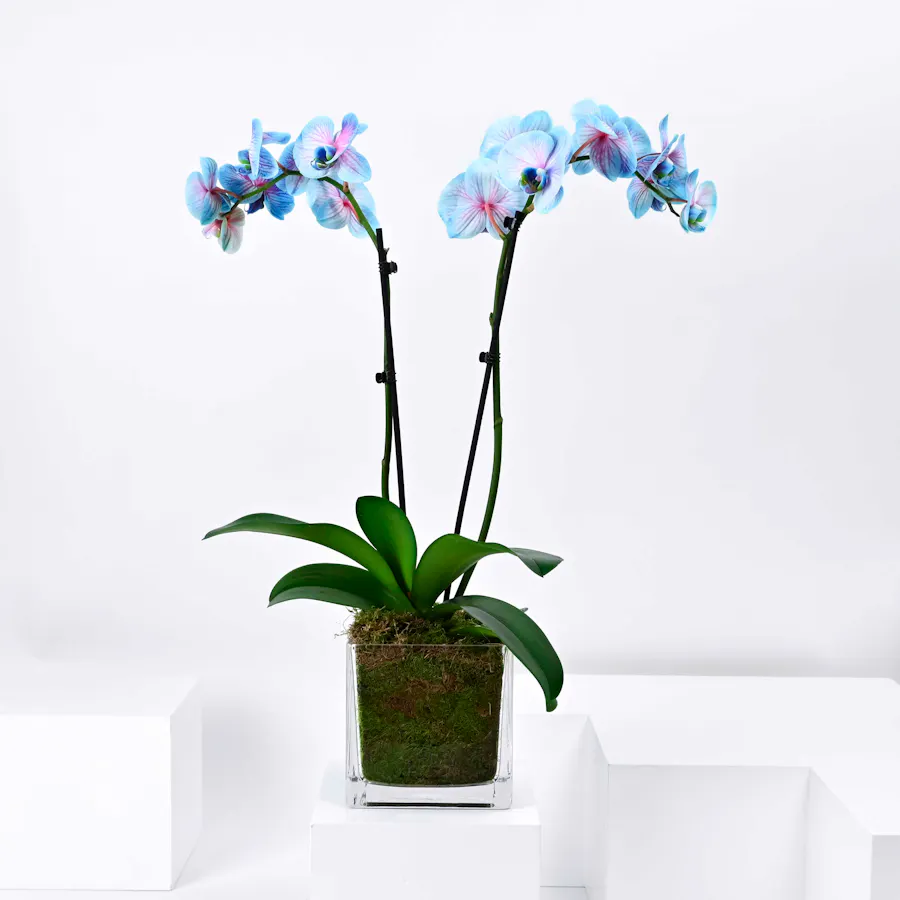 Wonder Orchid Plant  1