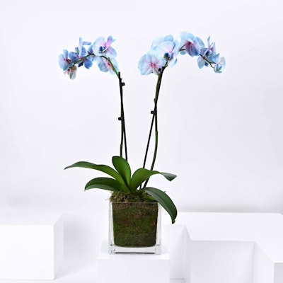 Wonder Orchid Plant