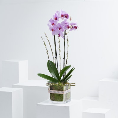 Gentleness | Pink Orchid Plant