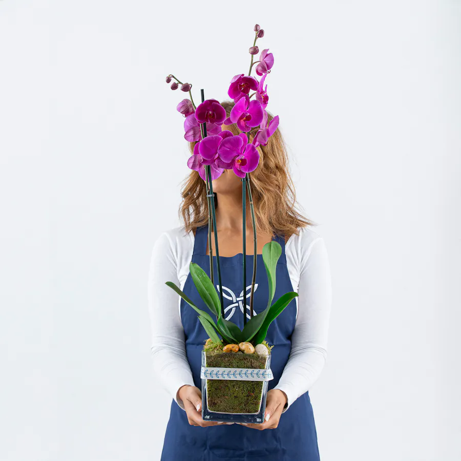 Purple Orchid Plant Pot 3