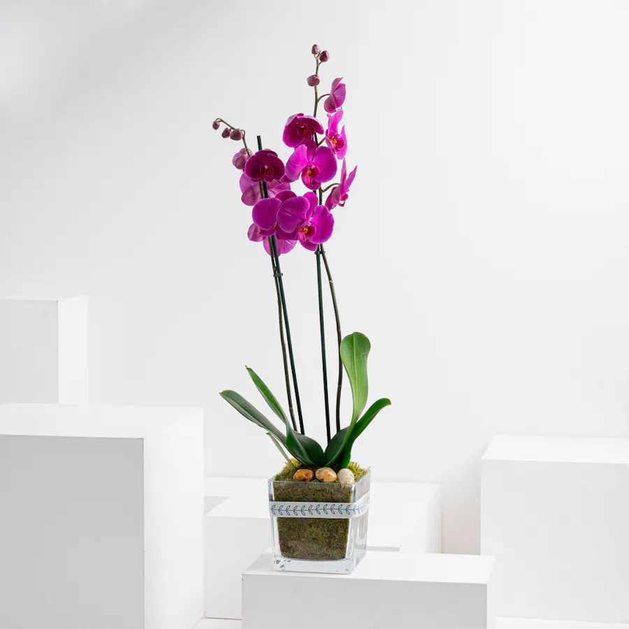 Purple Orchid Plant Pot 1