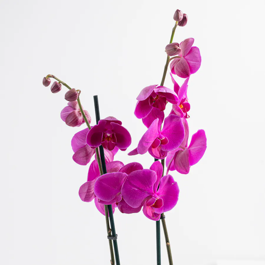 Purple Orchid Plant Pot 2