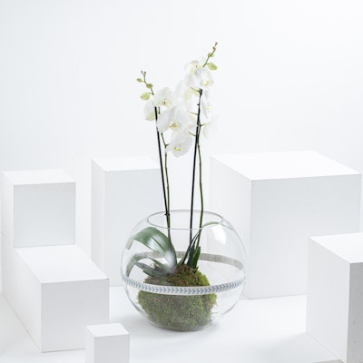 Single Orchid