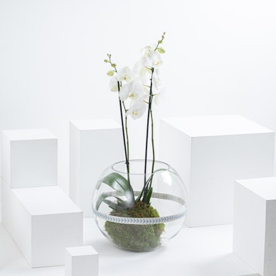 White Orchid Plant | Glass Pot