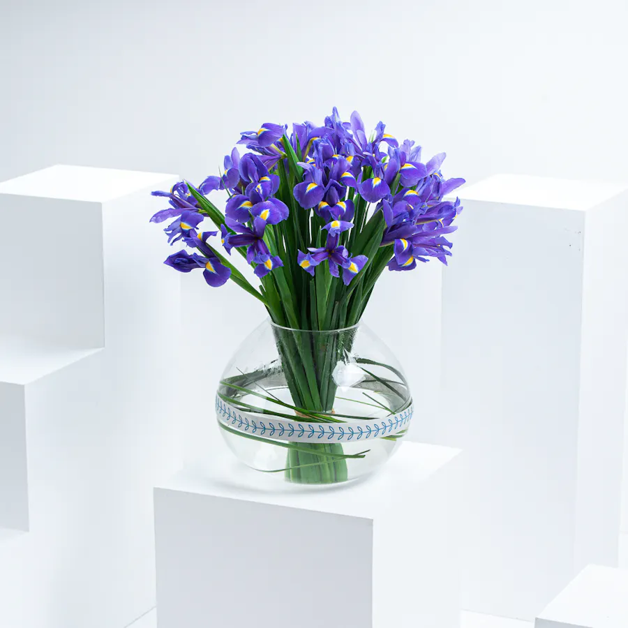Charming Iris 1