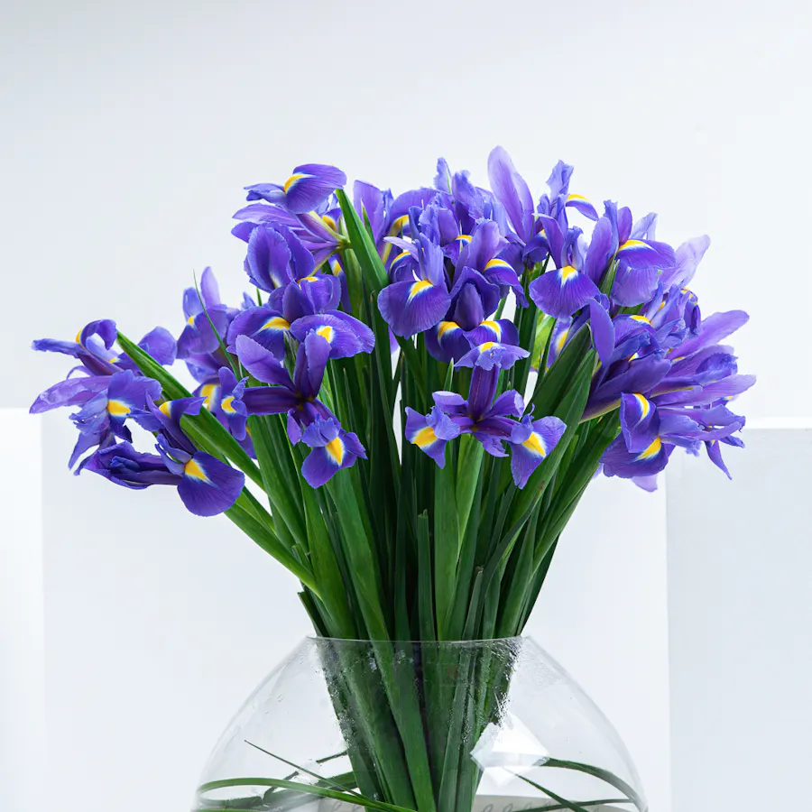 Charming Iris 2