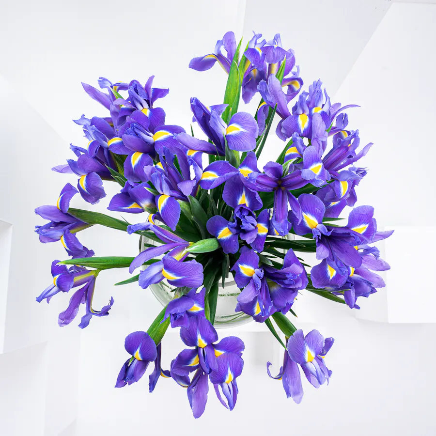 Charming Iris 3