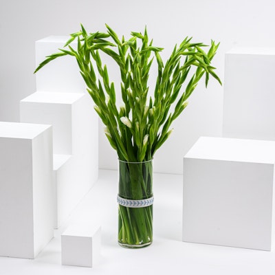Green Garden