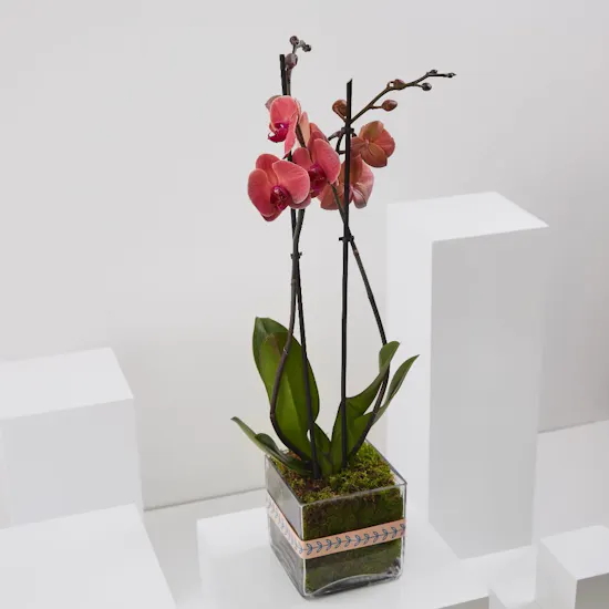 Charming Red Orchid Plant