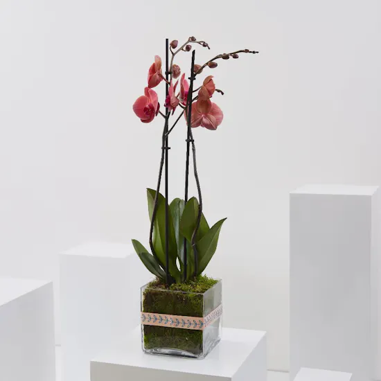 Charming Red Orchid Plant