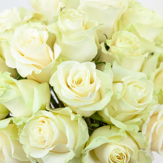 White Elegance
