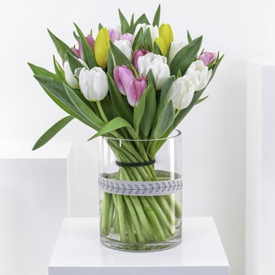 Multicolored Tulips | White & Pink Tulip