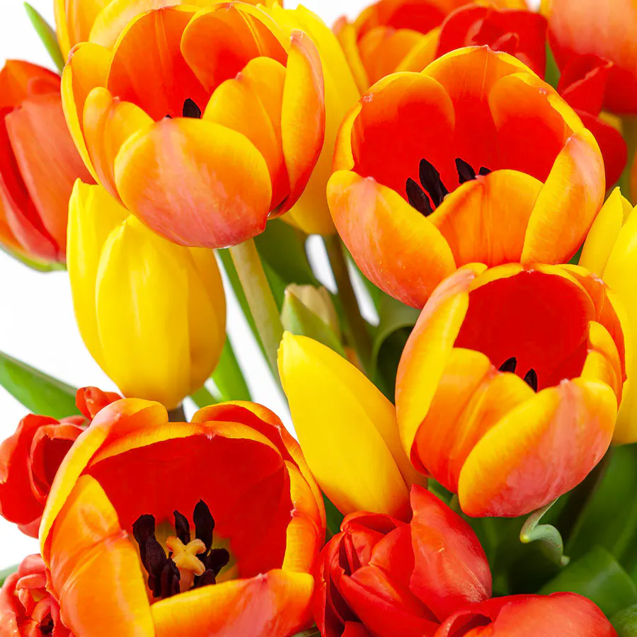 Vibrant Tulip | Glass Vase 4
