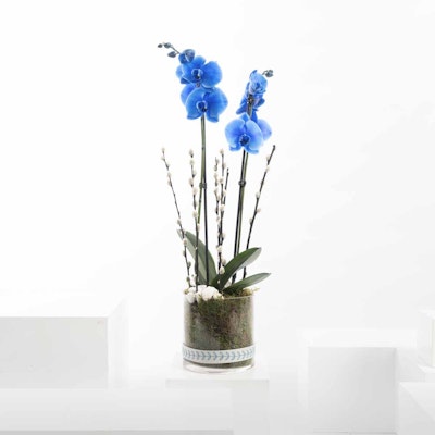 Royal Blue