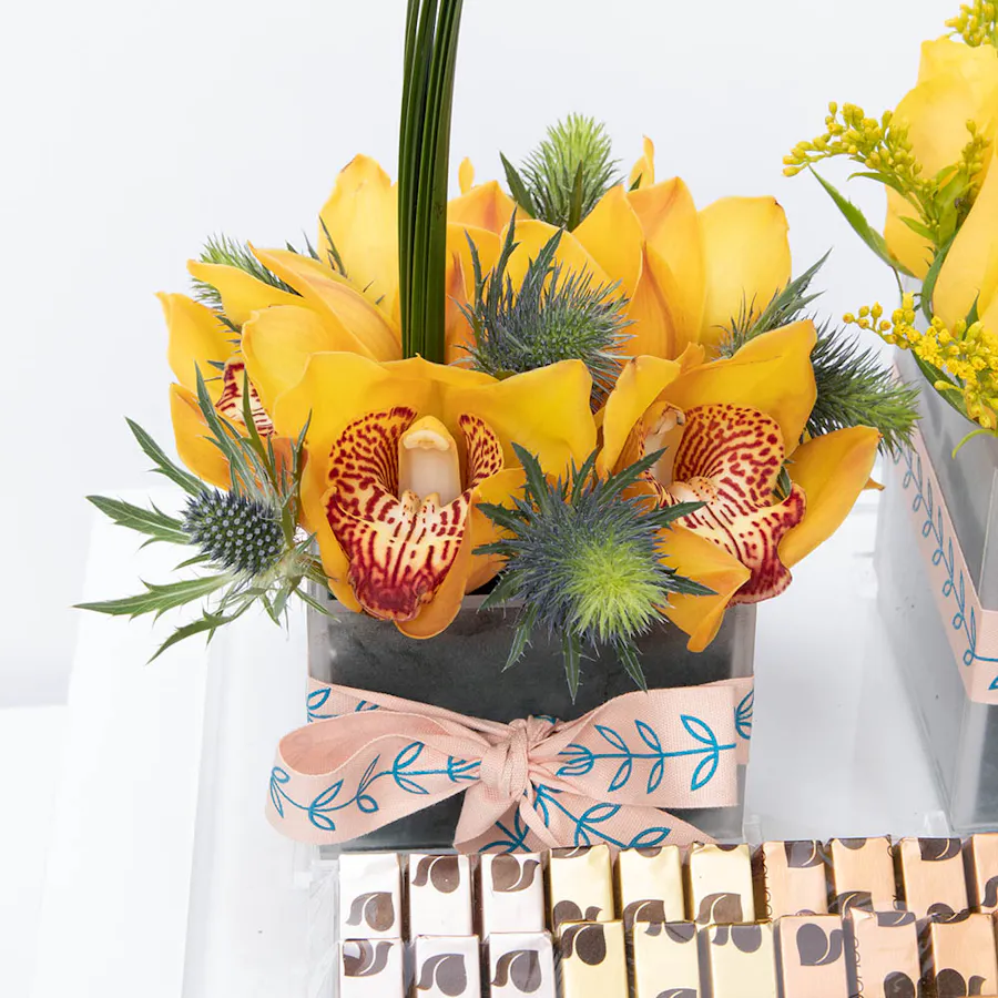 Abucci Chocolate | Yellow Blooms  5