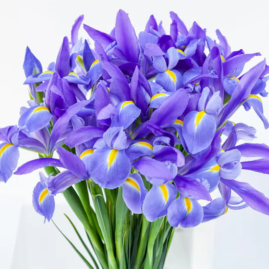 Blue Iris | Cylinder Vase