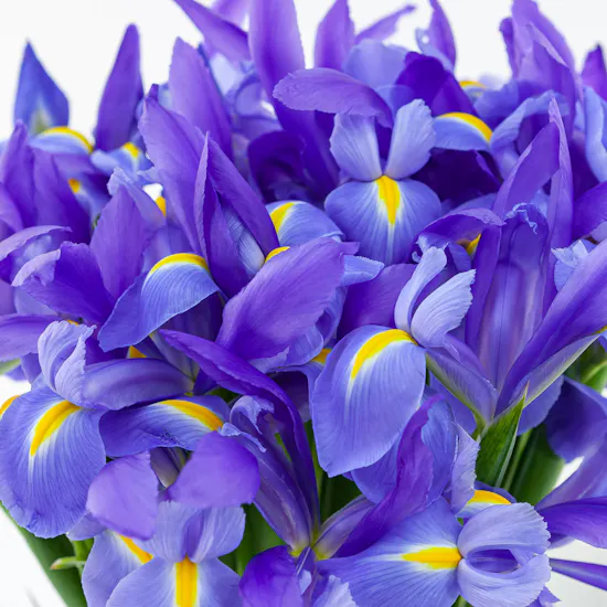Blue Iris | Cylinder Vase