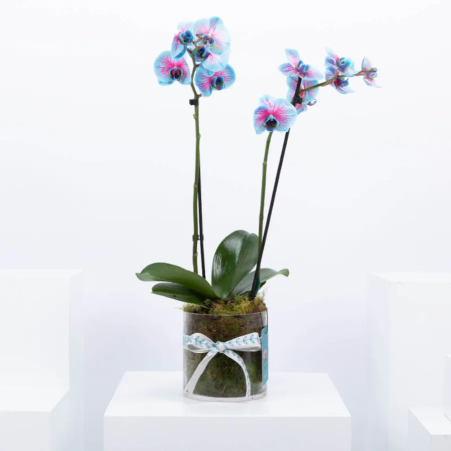 Aquarius Ones | Pink Orchid 2