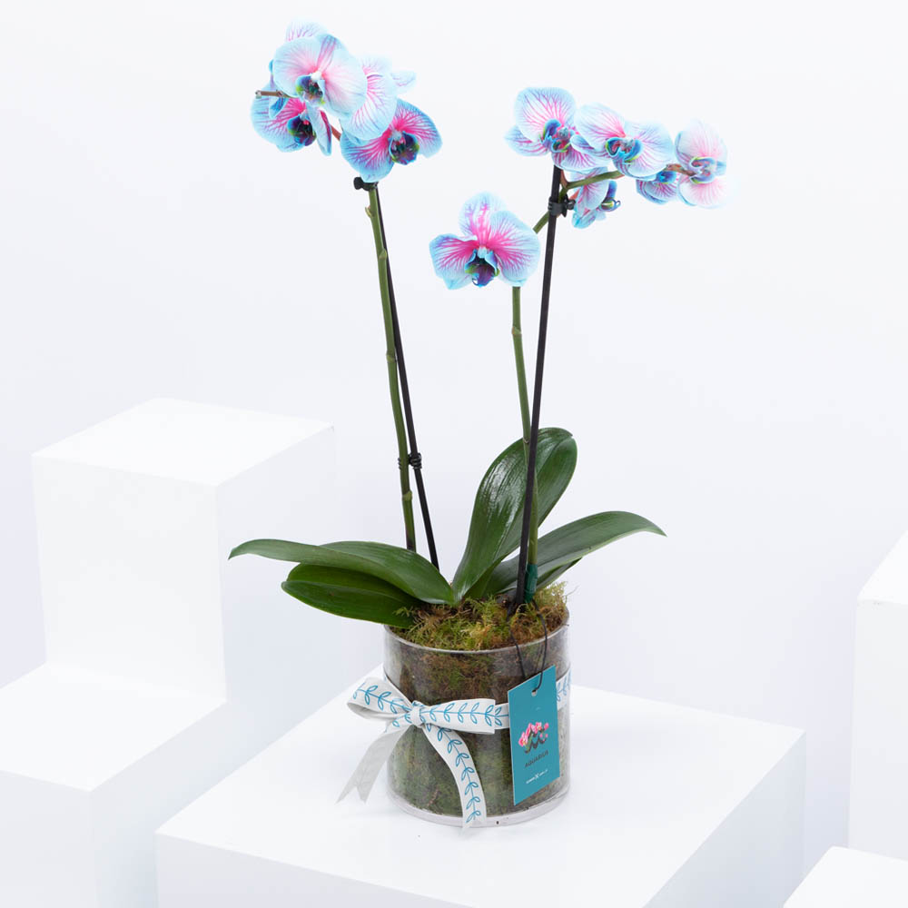 نبات الأوركيد لبرج الدلو