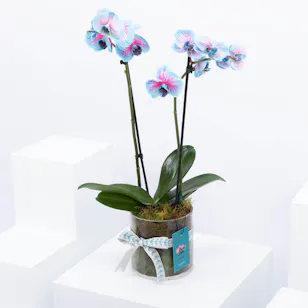  Aquarius Ones | Pink Orchid