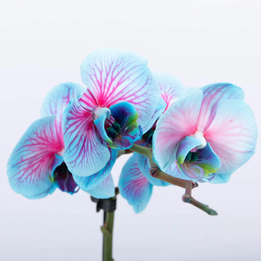 Aquarius Ones | Pink Orchid 6
