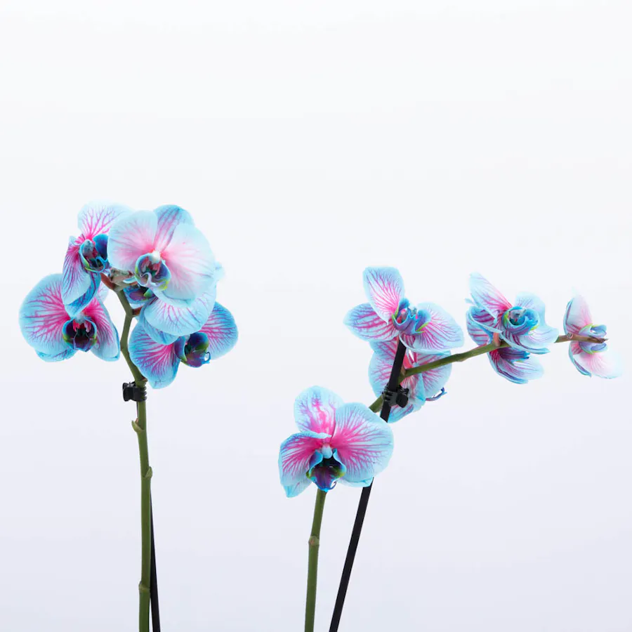 Aquarius Ones | Pink Orchid 5