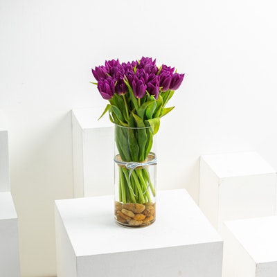 Purple Tulips