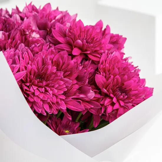 Purple Chrysanthemums