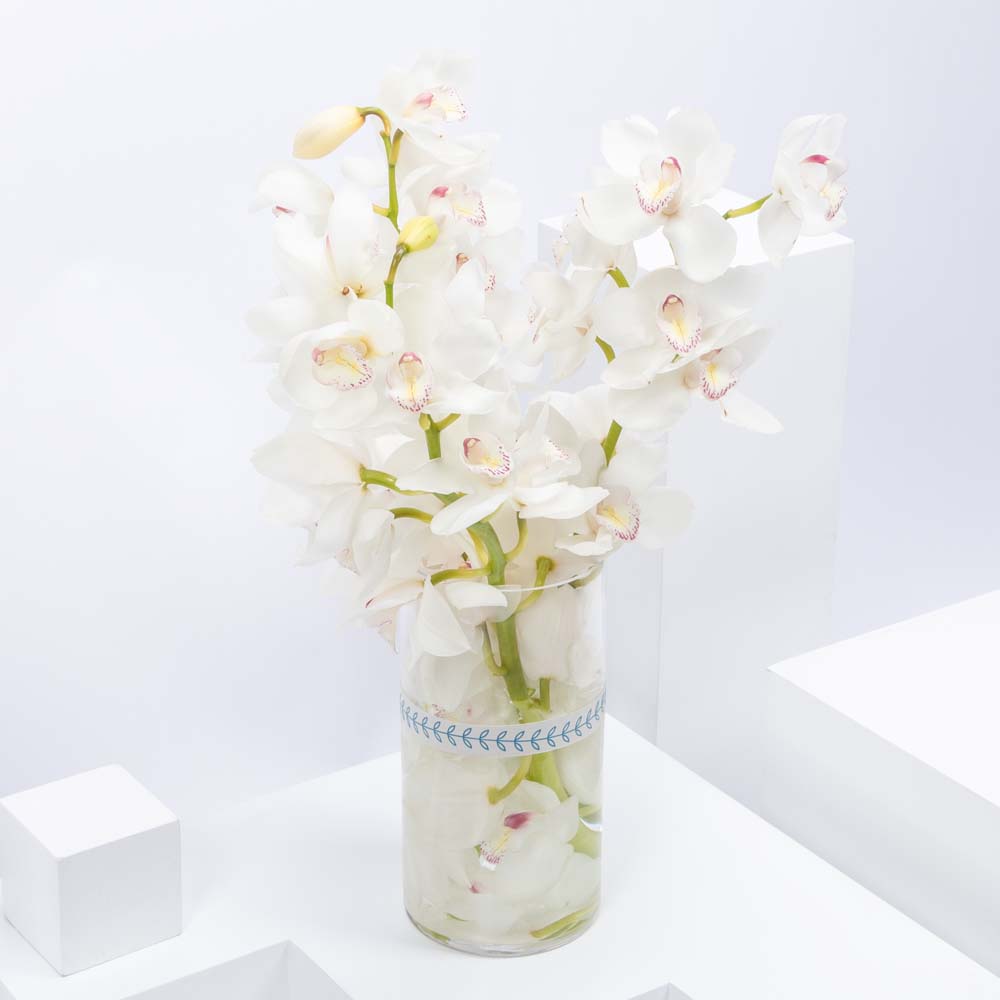 مزهرية أوركيد سمبيديوم أبيض