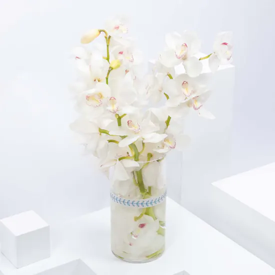 White Cymbidium | Vase