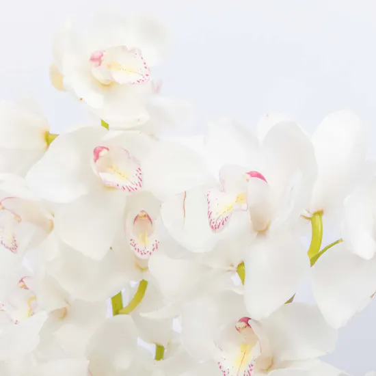 White Cymbidium | Vase
