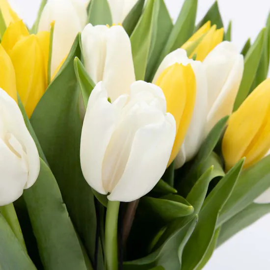 Tulip Vase | Aries Card