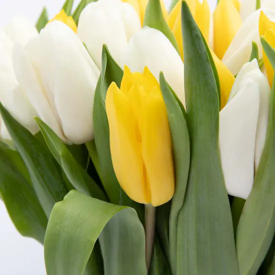 Tulip Vase | Aries Card