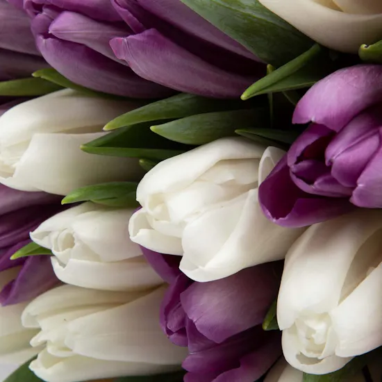 40 Tulip | Hand Bouquet