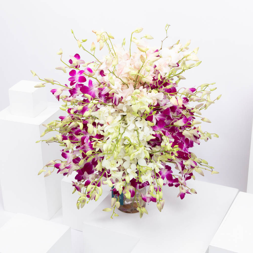 مرتبة بعشوائية