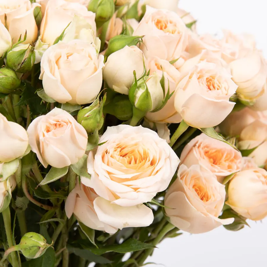 Richy Red Shemmagh | Baby Roses 5