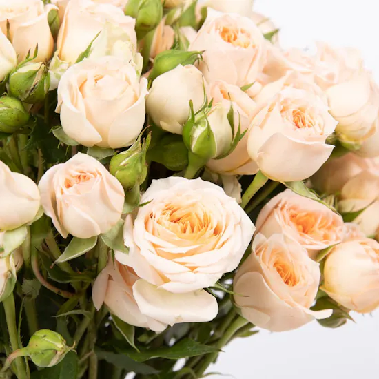 Richy Red Shemmagh | Baby Roses