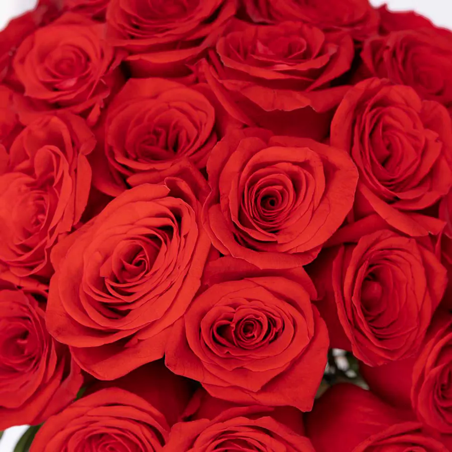 Richy Red Shemmagh | Red Roses 6