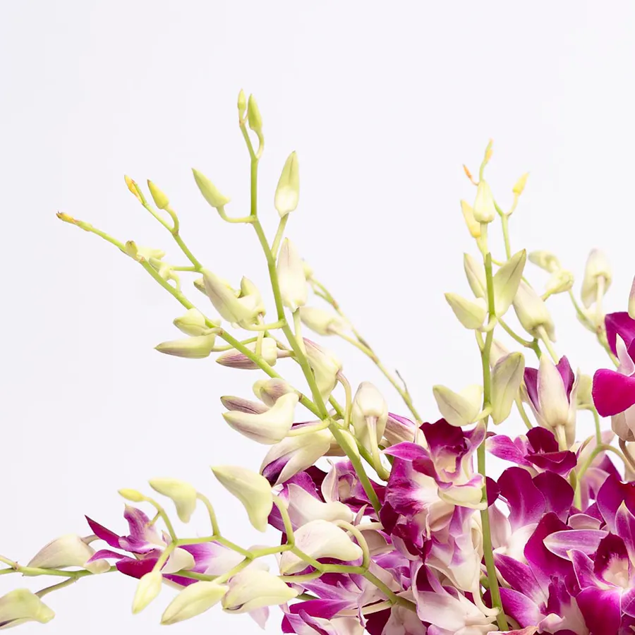 Purply Baby Orchid Vase 2