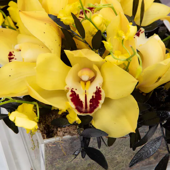 Abucci Chocolate with Yellow Cymbidium