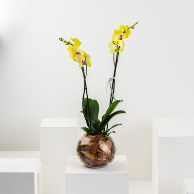 Yellow Orchid Plant