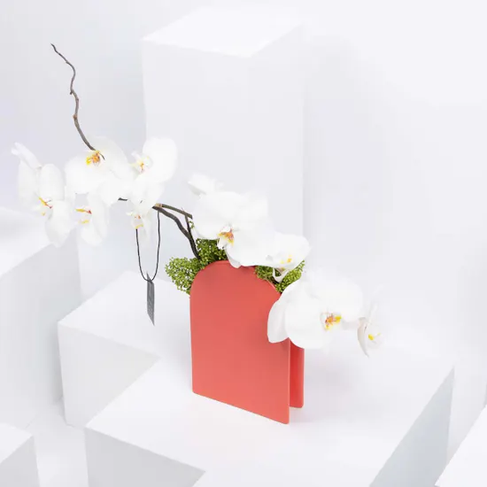 Poise | White Orchids