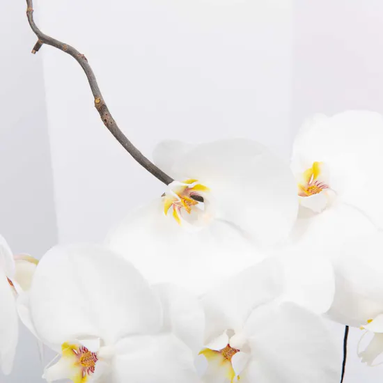 Poise | White Orchids